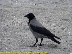 48 - Sembra un corvo marino - It looks like a sea crow